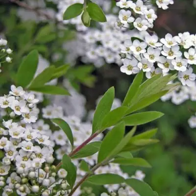 Спирея АРГУТА в Самохваловичи