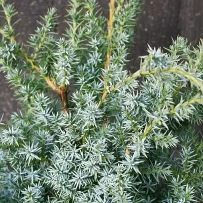 Можжевельник БЛЮ АЛЬПС китайский  в Самохваловичи