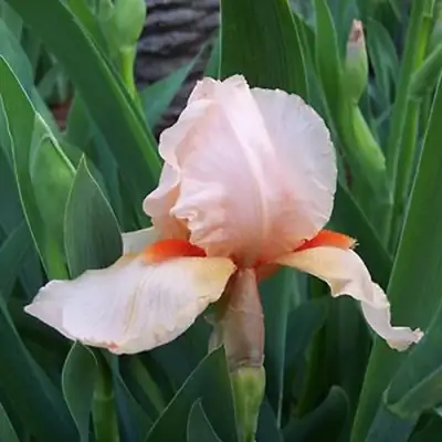 Ирис ПАТИ ДРЕСС бородатый в Самохваловичи