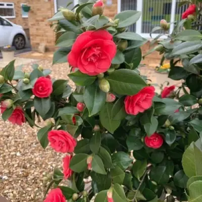 Камелия ЛЕДИ КЭМПБЕЛЛ в Самохваловичи