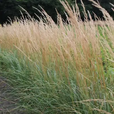 Вейник КАРЛ ФОРСТЕР остроцветковый в Самохваловичи