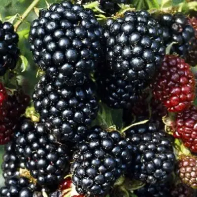 Ежевика ЭВЕРГРИН бесшипная  в Самохваловичи