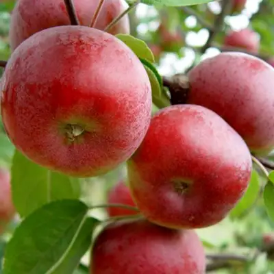 Яблоня ПОСПЕХ в Самохваловичи