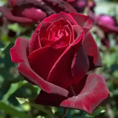 саженцы розы Папа Мейян