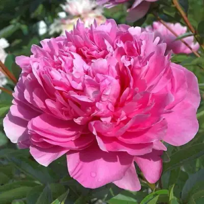 саженцы пиона