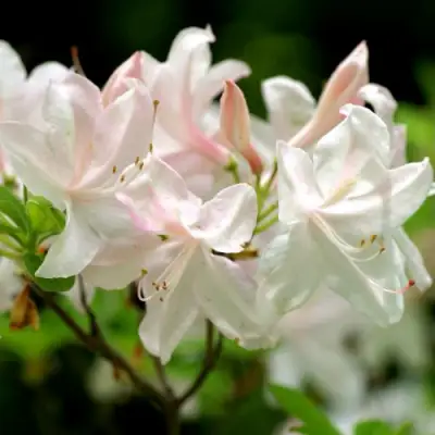 Азалия УАЙТ ЛАЙТС листопадная в Самохваловичи