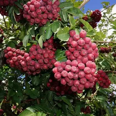 Рябина ТИТАН сладкоплодная  в Самохваловичи