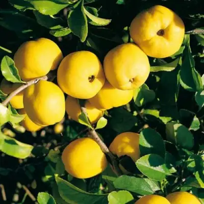 Айва ЦЕЗАРЬ в Самохваловичи