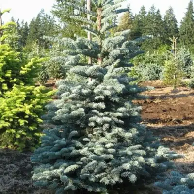 Пихта благородная в Самохваловичи