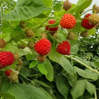 Малина КВЕЛЛИ в Самохваловичи