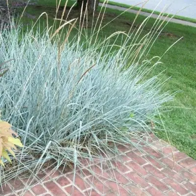 Элимус БЛЮ ДЮН песчаный в Самохваловичи