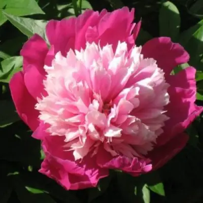 Пион КАПЛЯ РОСЫ травянистый в Самохваловичи