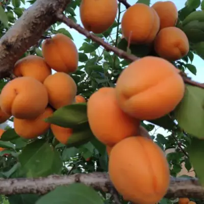 Абрикос ГОЛД РИЧ в Самохваловичи