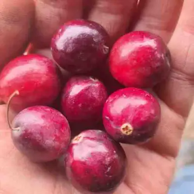 Клюква БАИН 6 в Самохваловичи