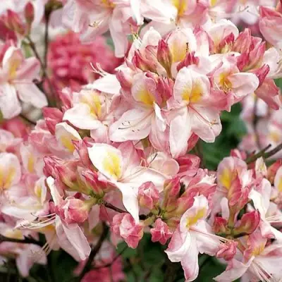 Азалия САТОМИ японская в Самохваловичи