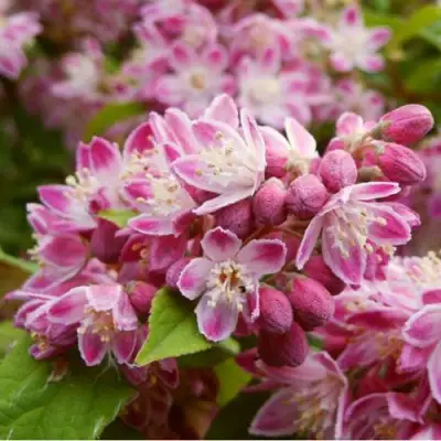 Дейция СТРОБЕРРИ ФИЛДС  в Самохваловичи