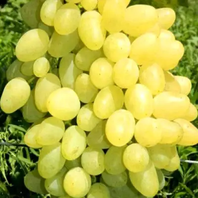 Виноград ЗАРНИЦА в Самохваловичи