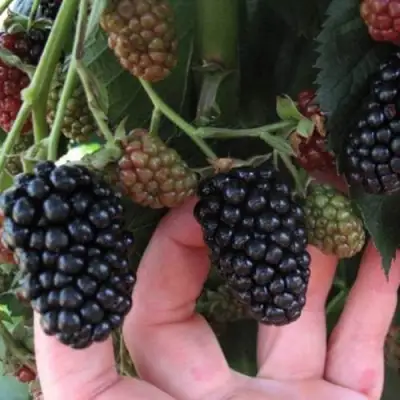 Ежевика НЕБЕСА МОГУТ ПОДОЖДАТЬ бесшипная  в Самохваловичи