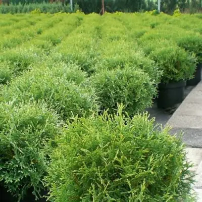 Туя ТИНИ ТИМ западная в Самохваловичи