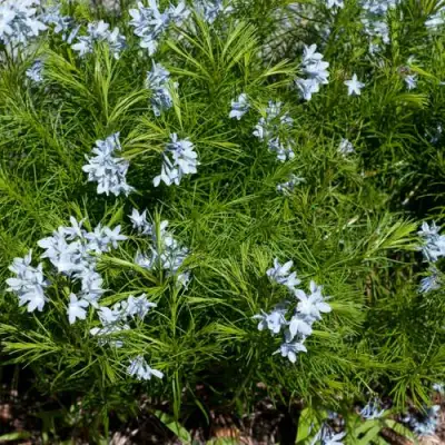 Амсония РЕСНИТЧАТАЯ в Самохваловичи