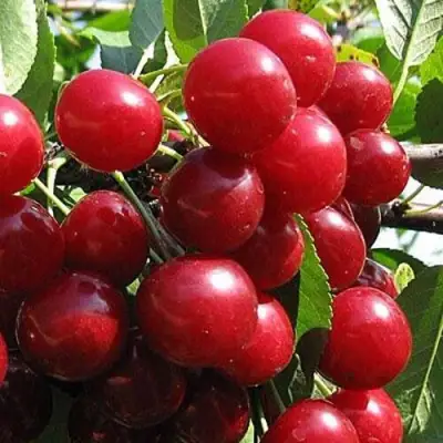 Вишня ГЛУБОКСКАЯ в Самохваловичи