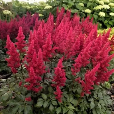 Астильба ФАНАЛ в Самохваловичи