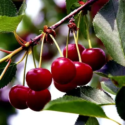 Вишня РИВАЛ в Самохваловичи