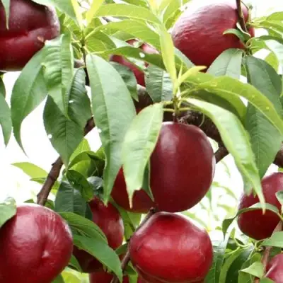 Нектарин ФАНТАЗИЯ в Самохваловичи