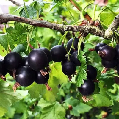 Йошта КРЫМСКАЯ в Самохваловичи