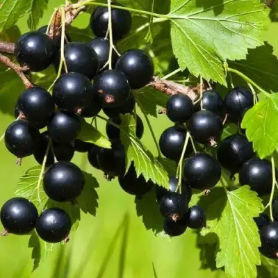 Смородина чёрная БЕЛОРУССКАЯ СЛАДКАЯ в Самохваловичи