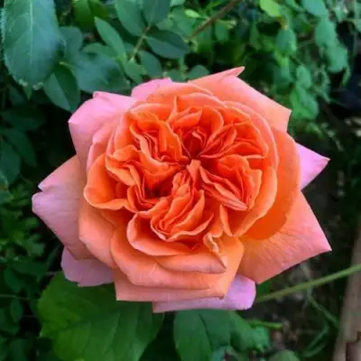 Роза РЕНЕ ГОССИНИ чайно-гибридная в Самохваловичи