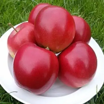 Яблоня СЯБРЫНА в Самохваловичи