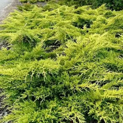 Можжевельник ОЛД ГОЛД средний в Самохваловичи