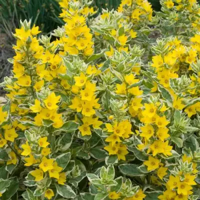 Вербейник АЛЕКСАНДР точечный в Самохваловичи