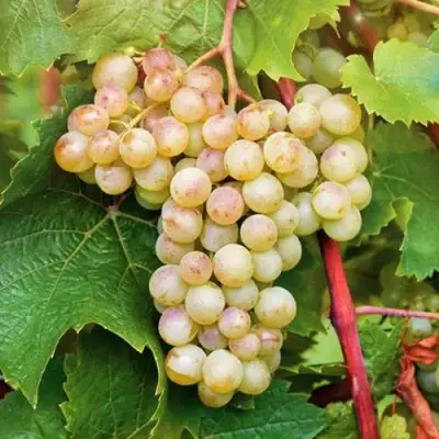 Виноград КРИСТАЛЛ в Самохваловичи