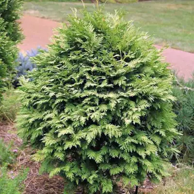 Туя ВАРЕАНА ЛЮТЕСЦЕНС западная в Самохваловичи