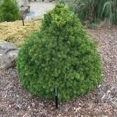 Ель ТОМПА обыкновенная в Самохваловичи