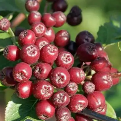 Рябина БУРКА сладкоплодная в Самохваловичи