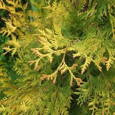 Туя ГОЛДЕН БРАБАНТ западная в Самохваловичи