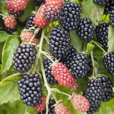 Ежевика НЕБЕСА МОГУТ ПОДОЖДАТЬ бесшипная  в Самохваловичи