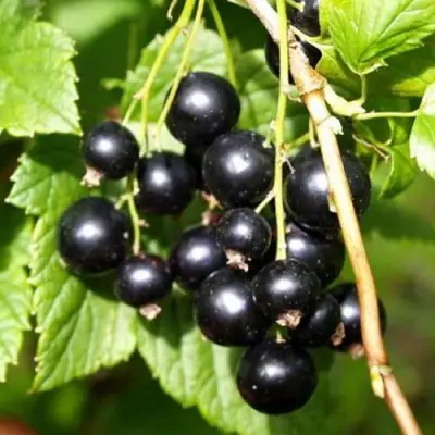 Смородина чёрная ПАМЯТЬ ВАВИЛОВА в Самохваловичи