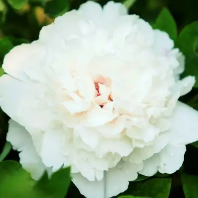 Пион СНЕЖНАЯ КРЕПОСТЬ древовидный в Самохваловичи