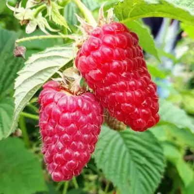 Малина ПШЕХИБА в Самохваловичи