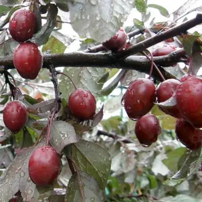 Слива НИГРА растопыреная в Самохваловичи