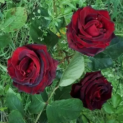 Роза ПАПА МЕЙЯН чайно-гибридная в Самохваловичи