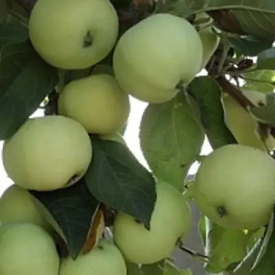 Яблоня ПАПИРОВКА в Самохваловичи