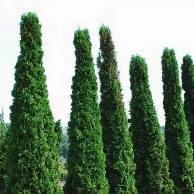 Туя ДЕГРУТ СПАЙР западная в Самохваловичи