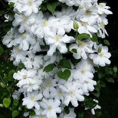 Клематис ТОКИ в Самохваловичи