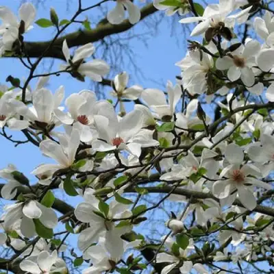 Магнолия АЛЬБА СУПЕРБА в Самохваловичи