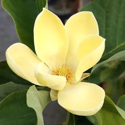 Магнолия ЕЛЛОУ ЛАНТЕРН в Самохваловичи